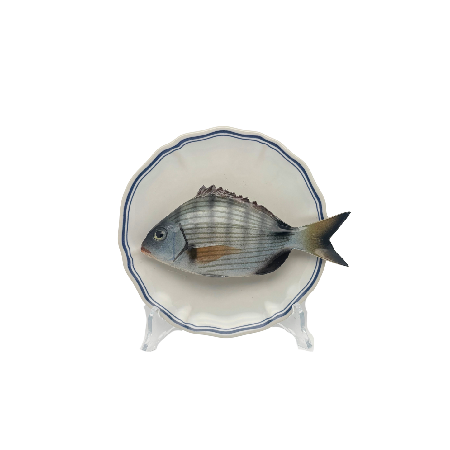 Sarago medio op wit bord met blauwe geschulpte rand 17 cm