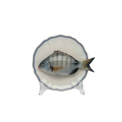 Sarago medio op wit bord met blauwe geschulpte rand 17 cm