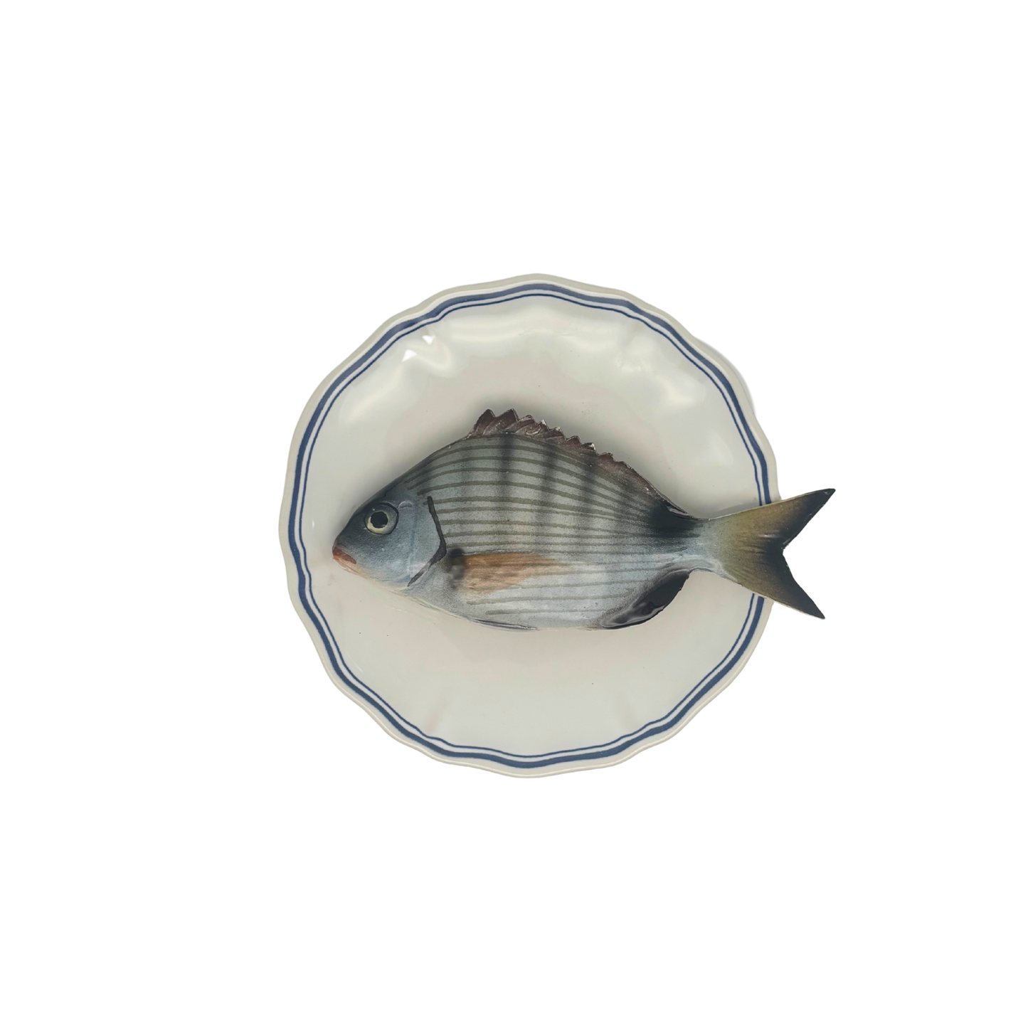 Sarago medio op wit bord met blauwe geschulpte rand 17 cm