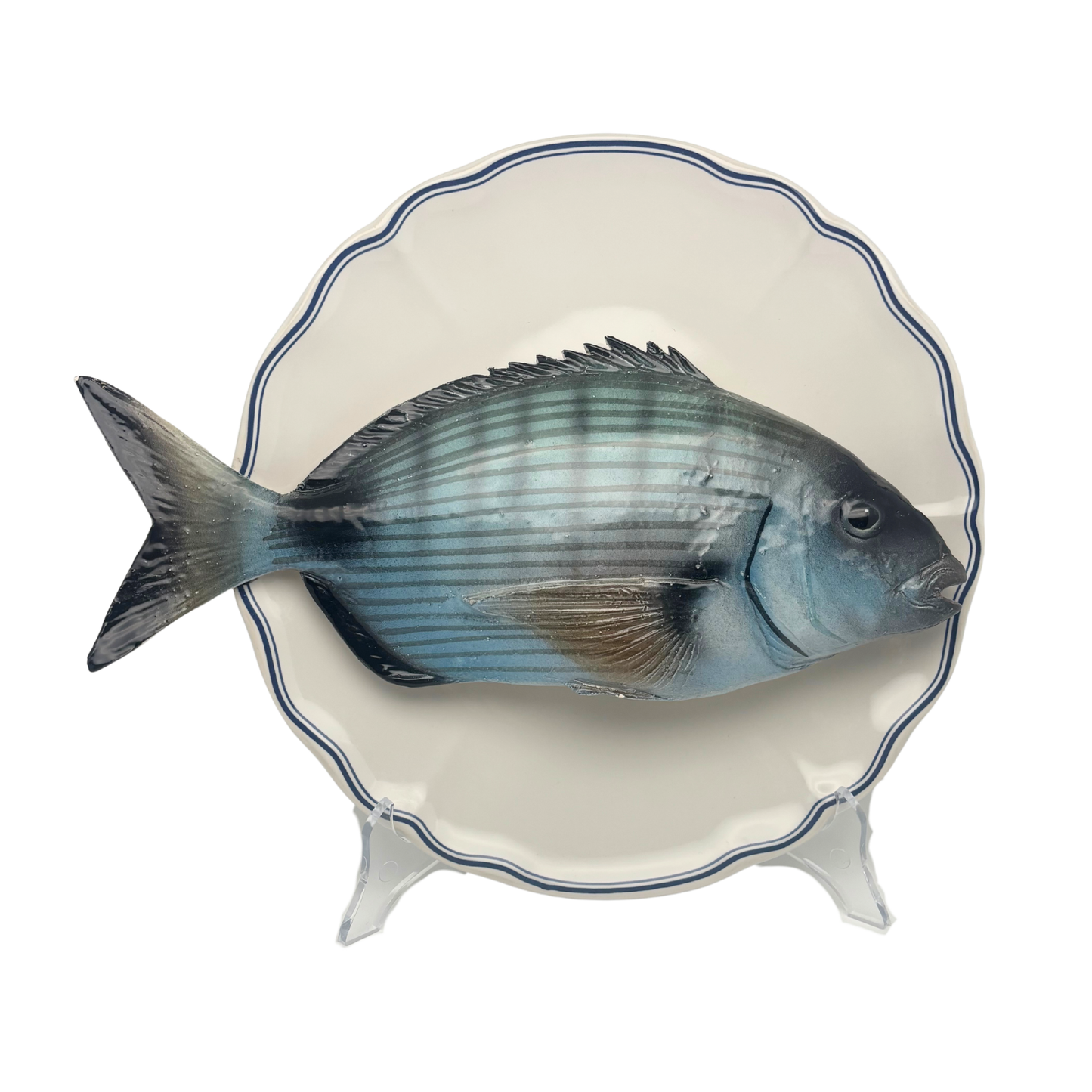 Sarago Grande op wit bord met blauwe geschulpte rand 27 cm